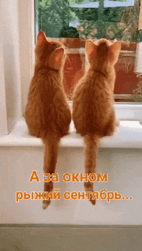 two cats are sitting on a window sill and looking out