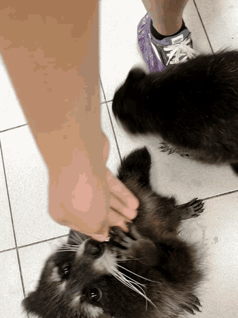 a person petting a raccoon with a pair of adidas shoes on