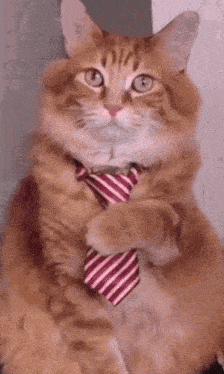 Cat Tie Very Handsome GIF - Cat Tie Cat Tie GIFs