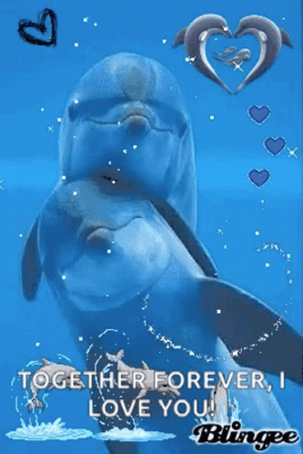 Dolphins Hearts GIF - Dolphins Hearts Love GIFs