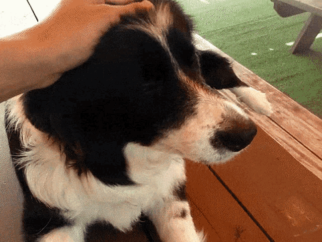 a person petting a black and white dog 's head