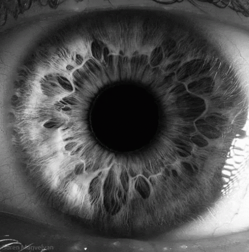 Retinaeye Pupil GIF - Retinaeye Pupil Eye GIFs