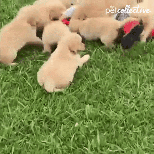 Playing Puppies GIF - Playing Puppies Cuddling GIFs