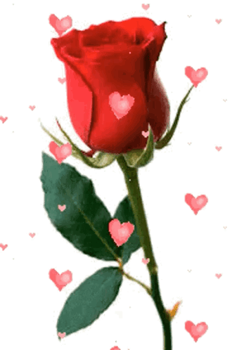 Flower Rose GIF - Flower Rose Hearts GIFs