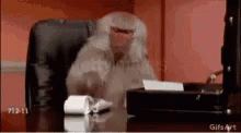 Monkey Calculating GIF - Monkey Calculating What The GIFs