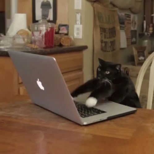 Cat Typing GIF - Cat Typing When Group Chat Is Lit GIFs
