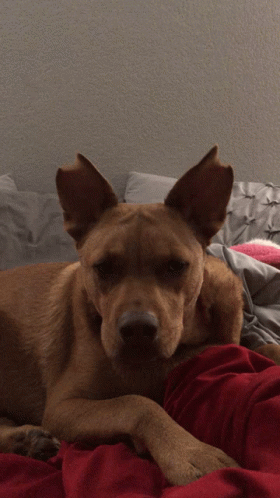 Bored In The House Dog GIF - Bored In The House Dog Cute GIFs