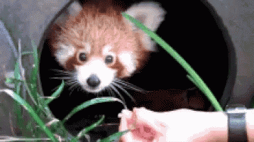 a person is feeding a red panda from their hand .