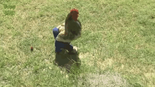 Chicken Jeans GIF - Chicken Jeans Funny GIFs