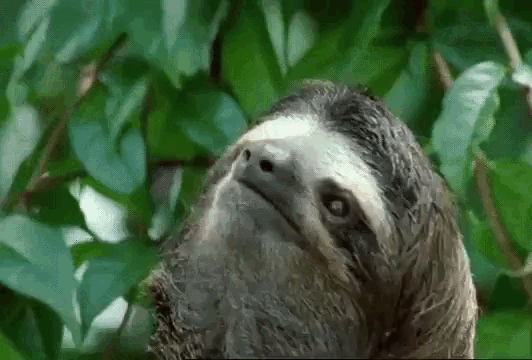 Sad Sloth GIF - Sad Sloth Hurt GIFs
