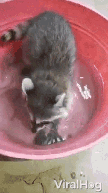 Raccoon Viralhog GIF - Raccoon Viralhog Catching Fish GIFs