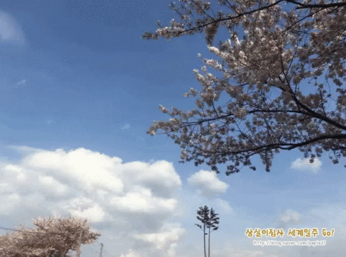 바람 경치 풍경 벚꽃 나무 살랑 흔들 흔들흔들 하늘 구름 GIF - Cherry Blossom Cherry Blossom Tree Waving GIFs