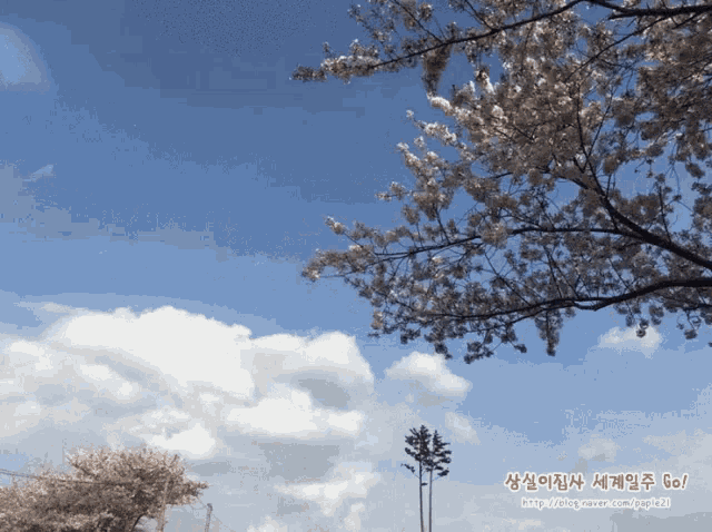 a picture of a tree with flowers and a blue sky