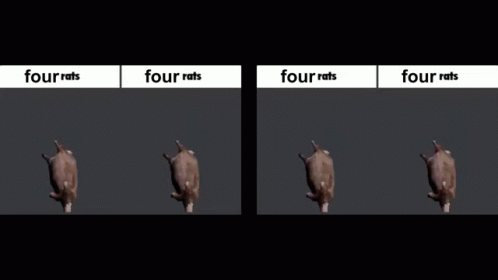 Four Rats Spinning Rats GIF - Four Rats Spinning Rats Rat GIFs