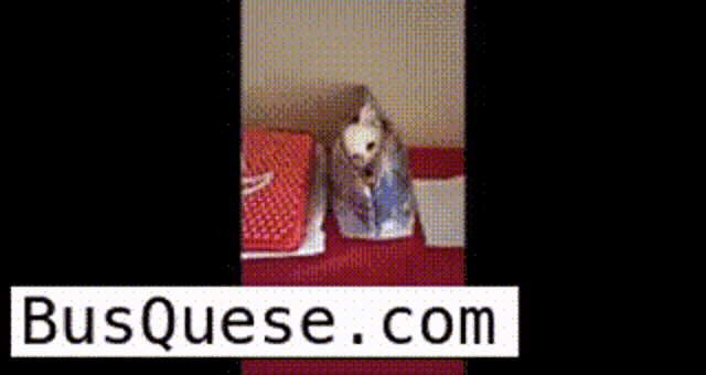 a cat is sitting on a table next to a box and a sign that says buscase.com