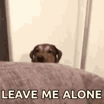 a dog is peeking out from under a couch and says `` leave me alone '' .