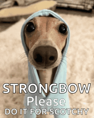 a dog wearing a blue hoodie with strongbow please do it for scotchy written on it