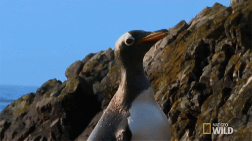 Looking For Something World Penguin Day GIF - Looking For Something World Penguin Day Penguinpalooza GIFs