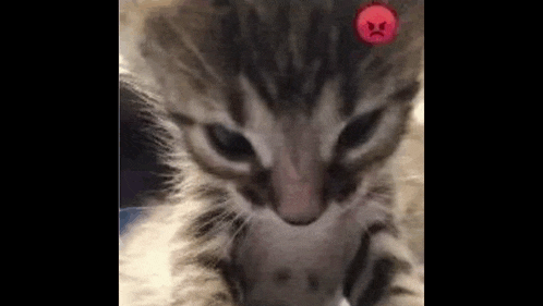 a close up of a kitten with an angry face on it 's head .