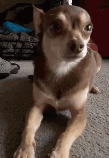 a small brown and white dog is laying on the floor and looking at the camera