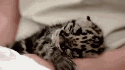 Holy Adorable Leopard Kitten. GIF