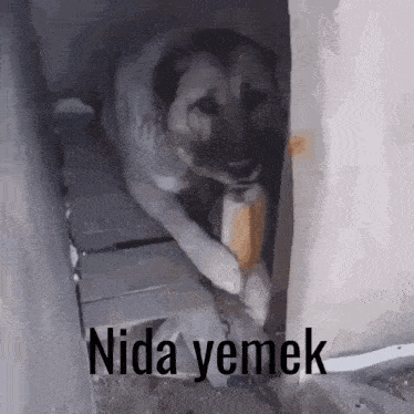 Kangal Nida Sivaslı Nida GIF - Kangal Nida Sivaslı Nida Adanalı Nida GIFs