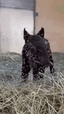 a baby tapir is walking in a pile of hay .