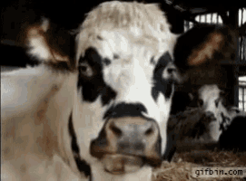 Cow Chewing GIF