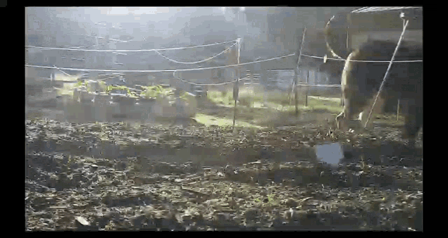 a fenced in area with a few plants growing