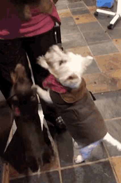 two dogs are standing next to each other on a tile floor .