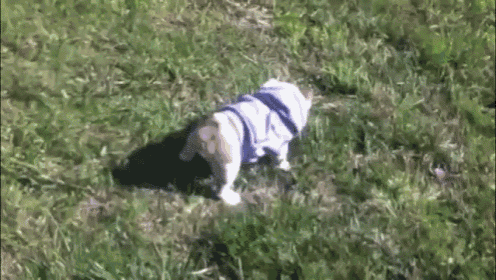 Bulldog Puppy Loves Rolling Down A Hill GIF - Sophie Rolls Down Hill Funny GIFs