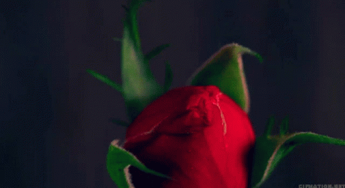 Red Rose Beautiful Flower GIF - Red Rose Beautiful Flower With Love GIFs