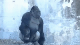 Gorilla Animals GIF - Gorilla Animals Harable GIFs