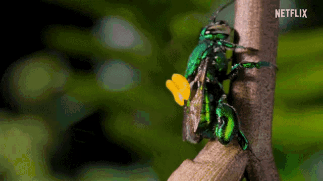 Bee Insects GIF - Bee Insects Climbing Tree GIFs