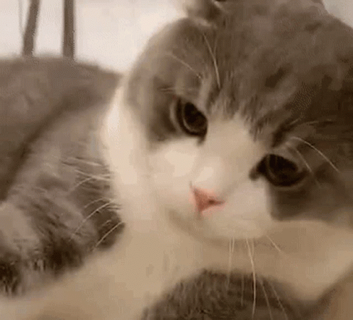Cat Pet GIF - Cat Pet Unhappy GIFs