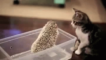 ёжик уколол котёнка GIF - Hedgehog Sting Kitten GIFs