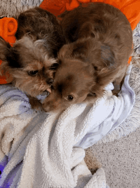 two small dogs are laying on a blanket on the floor
