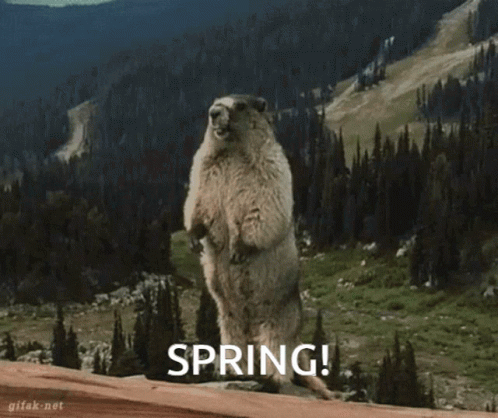 Spring Beaver GIF - Spring Beaver Agonyhole GIFs