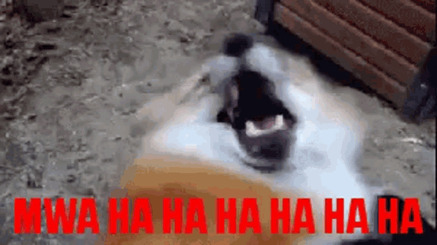 a dog is laughing with its mouth open in front of a sign that says mwa ha ha ha ha ha ha