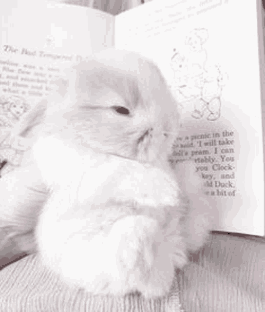 a small white bunny rabbit is sitting next to an open book .