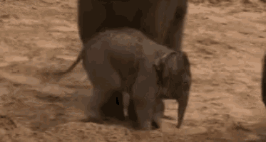 a baby elephant is walking next to its mother on a dirt field .