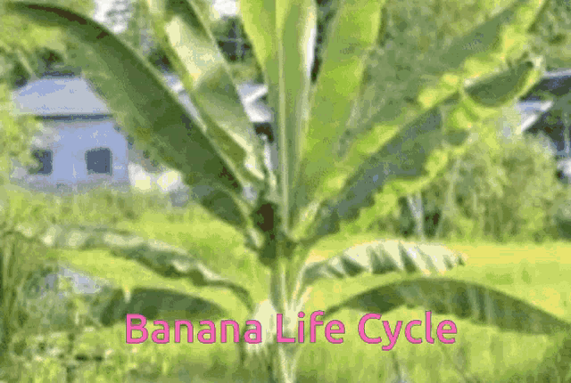 a picture of a banana tree with the words " banana life cycle " in pink