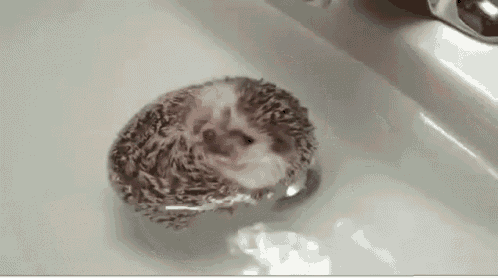 Hedgehog Boat GIF - Hedgehog Floating Bath GIFs