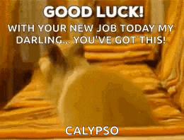 a dog is looking at itself in a mirror and saying `` good luck ! ''