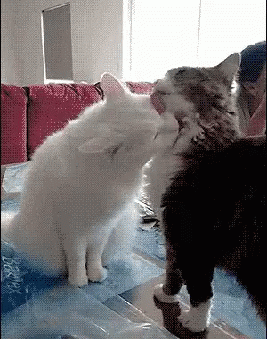 Frenemies GIF - Cat Cat Fight Kisses GIFs