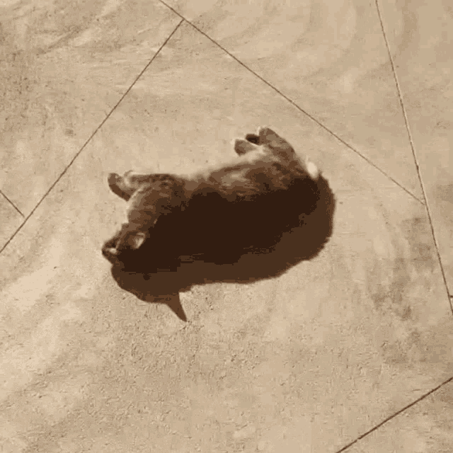 a cat laying on its back on a tile floor