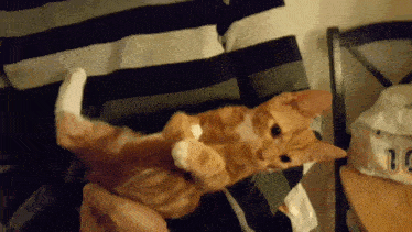 an orange and white cat is laying on its back in someone 's arms