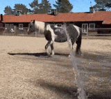 a black and white horse standing in a field