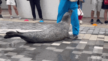 a seal is laying on a tiled floor next to a person