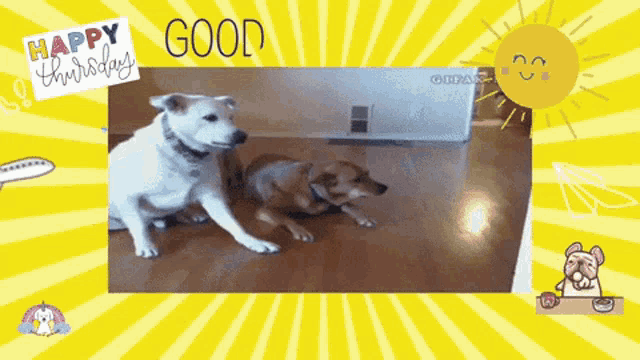 Dogs Funny Dogs GIF - Dogs Funny Dogs Good Morning GIFs